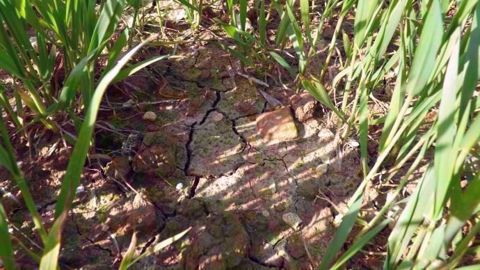 Le Nord a été placé en alerte sécheresse pour la troisième année consécutive. (©Terre-net Média)