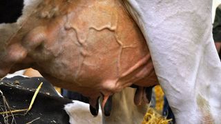 Afin de nourrir une population qui ne cesse de grossir, impossible de multiplier les vaches laitières par deux. Il faudra plutôt augmenter la production par vache. (©Terre-net Média) Afin de nourrir une population qui ne cesse de grossir, impossible de multiplier les vaches laitières par deux. Il faudra plutôt augmenter la production par vache. (©Terre-net Média)