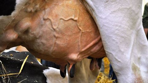 Afin de nourrir une population qui ne cesse de grossir, impossible de multiplier les vaches laitières par deux. Il faudra plutôt augmenter la production par vache. (©Terre-net Média) Afin de nourrir une population qui ne cesse de grossir, impossible de multiplier les vaches laitières par deux. Il faudra plutôt augmenter la production par vache. (©Terre-net Média)