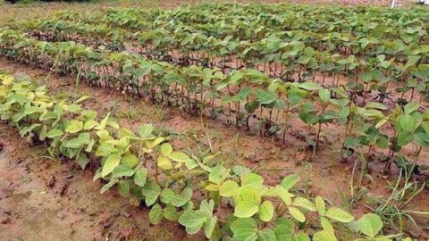 Terres Inovia fait le point sur l'étape "inoculation" des parcelles de soja. (©Terres Inovia)