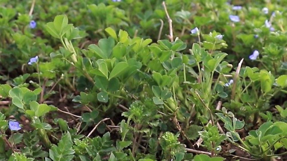 Pour améliorer l'autonomie protéique des élevages, deux pistes sont envisageables : produire des protéines par les fourrages et produire ses propres concentrés. (©Terre-net Média)