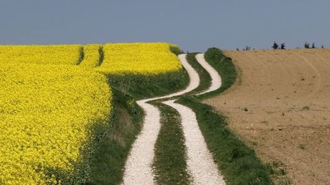 Depuis plusieurs années, les agriculteurs français diversifient de plus en plus leur assolement, introduisant de nouvelles cultures à plus forte valeur ajoutée. (©Pixabay)