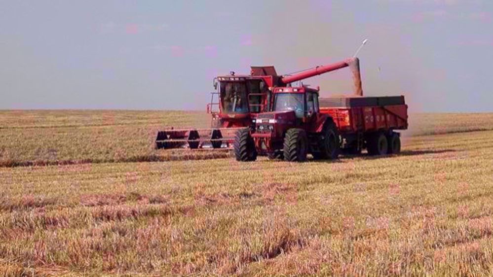 Le cours du blé américain a chuté de 4 % sous l'effet de l'annonce d'une production record en Russie pour 2019. (©Terre-net Média)