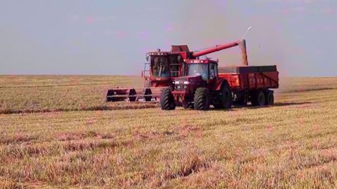 Le cours du blé américain a chuté de 4 % sous l'effet de l'annonce d'une production record en Russie pour 2019. (©Terre-net Média)