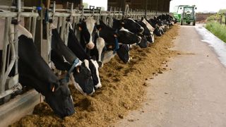 L'état des vaches, leur comportement, le logement, la ration... : autant de paramètres à vérifier lors du diagnostic d'alimentation. (©Terre-net Média) L'état des vaches, leur comportement, le logement, la ration... : autant de paramètres à vérifier lors du diagnostic d'alimentation. (©Terre-net Média)