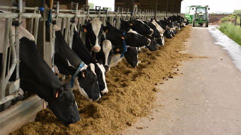 L'état des vaches, leur comportement, le logement, la ration... : autant de paramètres à vérifier lors du diagnostic d'alimentation. (©Terre-net Média)