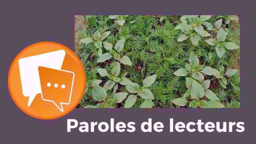  « Si ces agriculteurs sèment des couverts végétaux, c'est leur choix, que je ne partage pas du tout tant il y a de contraintes ! », s'exclame Gibero. (©Nathalie Tiers // Création Terre-net Média)