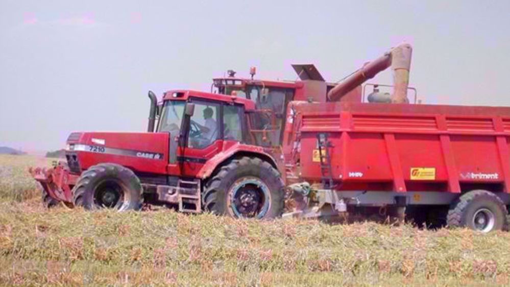  Les prévisions de production de blé russe ont été revues à la hausse de 5 Mt. (©Terre-net Média)