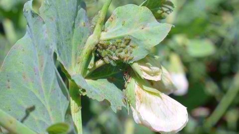 La surveillance des pucerons verts sur pois est conseillée peu avant la floraison et jusqu'au stade limite avortement. (©Laurent Jung - Terres Inovia)