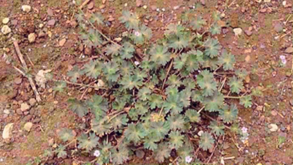Géranium mou.