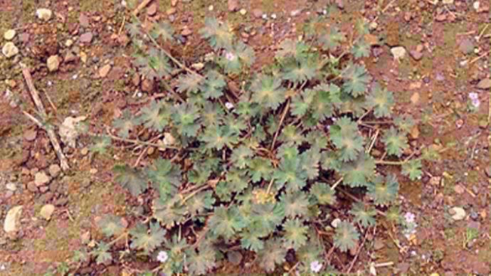 Géranium mou