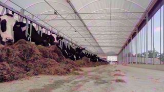 Découvrez un bâtiment multidôme pour vaches laitières le 14 juin 2019 dans la Vienne. (©ID Agro) Découvrez un bâtiment multidôme pour vaches laitières le 14 juin 2019 dans la Vienne. (©ID Agro)