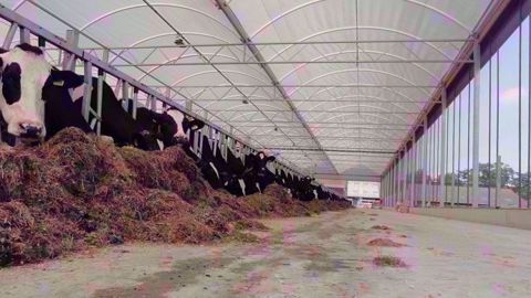 Découvrez un bâtiment multidôme pour vaches laitières le 14 juin 2019 dans la Vienne. (©ID Agro) Découvrez un bâtiment multidôme pour vaches laitières le 14 juin 2019 dans la Vienne. (©ID Agro)
