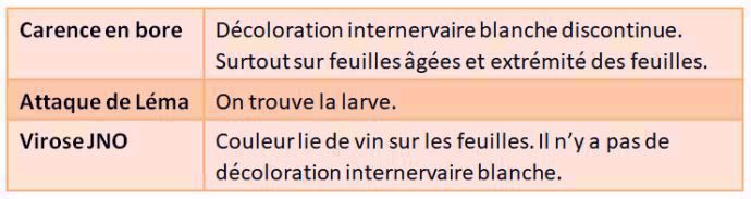 Ne pas confondre la carence en bore avec des attaques de ravageurs