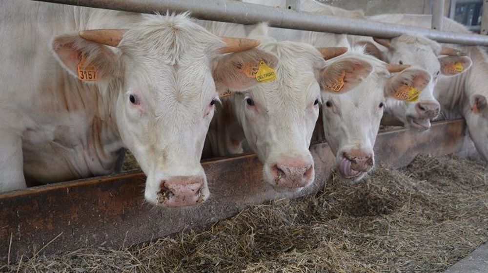La Fédération nationale bovine invite les entreprises à réagir rapidement après l'annonce de la suspension des exportations brésiliennes vers la Chine. (©Terre-net Média)