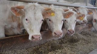 La Fédération nationale bovine invite les entreprises à réagir rapidement après l'annonce de la suspension des exportations brésiliennes vers la Chine. (©Terre-net Média) La Fédération nationale bovine invite les entreprises à réagir rapidement après l'annonce de la suspension des exportations brésiliennes vers la Chine. (©Terre-net Média)