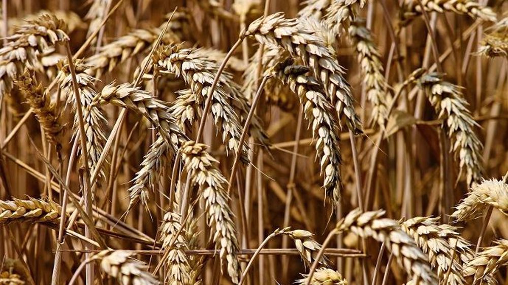 « Le Sahara est l'un des endroits les plus chauds et les plus secs de la Terre depuis des millénaires ». Même si les oasis tempèrent ces rigueurs climatiques, les populations de blé qui en sont issues, sont dotées de caractères de tolérance au manque d'eau, aux fortes températures et à la salinité. (©Pixabay)