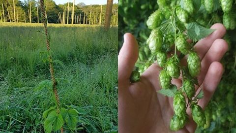  À gauche, la plante de houblon, grimpant autour du fil de coco. À droite, les fleurs, l'un des quatre ingrédients de la bière qui lui donne son arôme, son amertume et améliore sa conservation. (©Houblon du moulin)<span style="font-size: 14px; text-align: justify; color: #000000;"> 