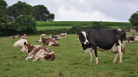 La complémentation en minéraux, vitamines et oligo-éléments n'est pas obligatoire au pâturage si l'herbe est consommée au bon stade. Mieux vaut faire toutefois une analyse pour éviter les carences. (©Terre-net Média) La complémentation en minéraux, vitamines et oligo-éléments n'est pas obligatoire au pâturage si l'herbe est consommée au bon stade. Mieux vaut faire toutefois une analyse pour éviter les carences. (©Terre-net Média)