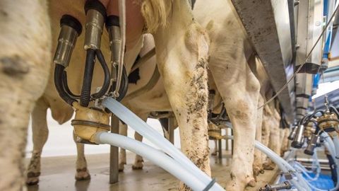 L'analyse des acides gras du lait permet d'ajuster la ration en croisant les données avec celles observées en élevage (©CC) L'analyse des acides gras du lait permet d'ajuster la ration en croisant les données avec celles observées en élevage (©CC)
