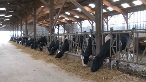 Ventilation, hygrométrie, température, lumière, poussière, confort acoustique... autant de paramètres à maîtriser pour favoriser le bien-être animal dans un bâtiment d'élevage. (©Terre-net Média) Ventilation, hygrométrie, température, lumière, poussière, confort acoustique... autant de paramètres à maîtriser pour favoriser le bien-être animal dans un bâtiment d'élevage. (©Terre-net Média)
