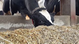 Plus d'autonomie et une diversité d'aliments : c'est ce que recherche Valorex avec son outil Dival. (©Terre-net Média) Plus d'autonomie et une diversité d'aliments : c'est ce que recherche Valorex avec son outil Dival. (©Terre-net Média)