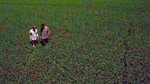 L’agriculteur qui vise à la fois hauts rendements et qualité ne peut pas négliger la fertilisation soufrée.