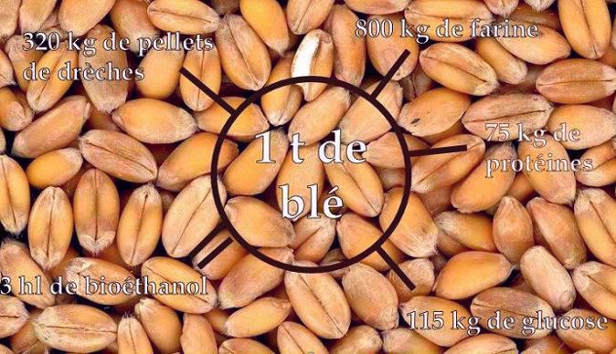 Les produits de l'amidonnerie à partir d'une tonne de blé