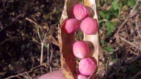 La présence de graines roses est signalée dans les récoltes de pois d'hiver et plusieurs régions françaises semblent concernées. 