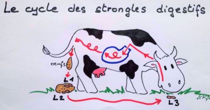 Le cycle des strongles digestifs chez les bovins