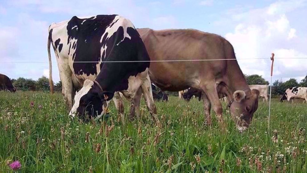 Le parasitisme se gère en amont par la prévention mais aussi durant la saison de pâturage par une gestion de l'herbe et des traitements ciblés et raisonnés. (©Pâturesens) Le parasitisme se gère en amont par la prévention mais aussi durant la saison de pâturage par une gestion de l'herbe et des traitements ciblés et raisonnés. (©Pâturesens)