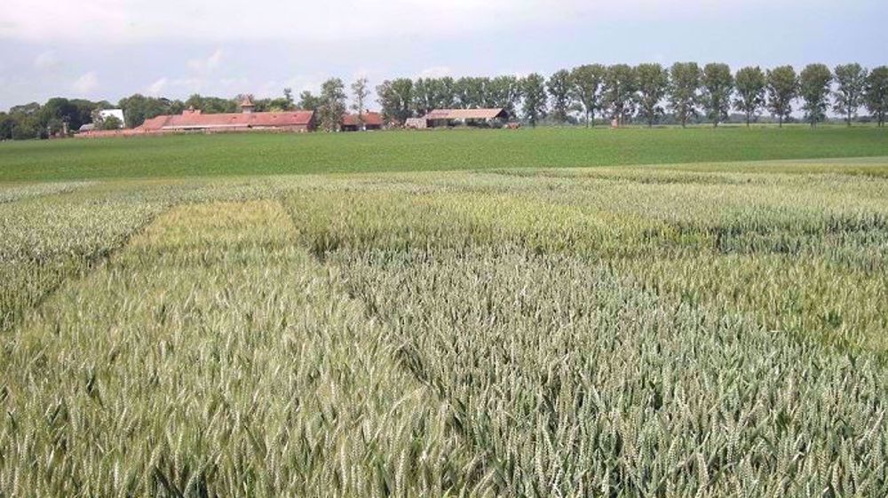 Les variétés résistantes aux maladies se révèlent un outil indispensable pour diminuer l’utilisation des produits phytosanitaires. (©Terre-net Média)