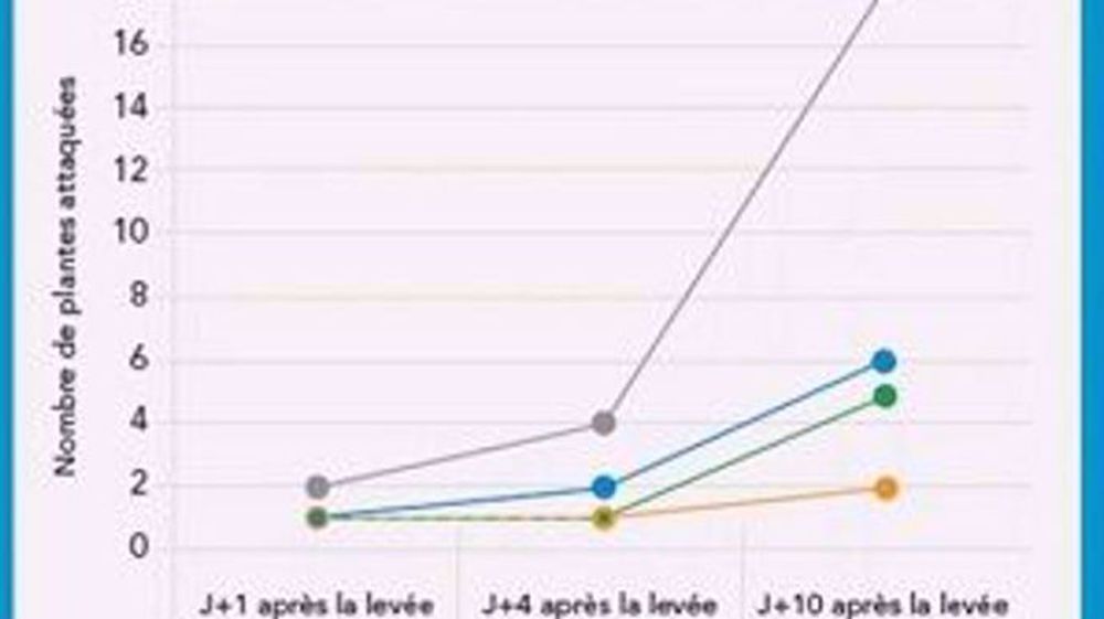 Efficacité de Seedmixx en mélange à la semence (©Certis)