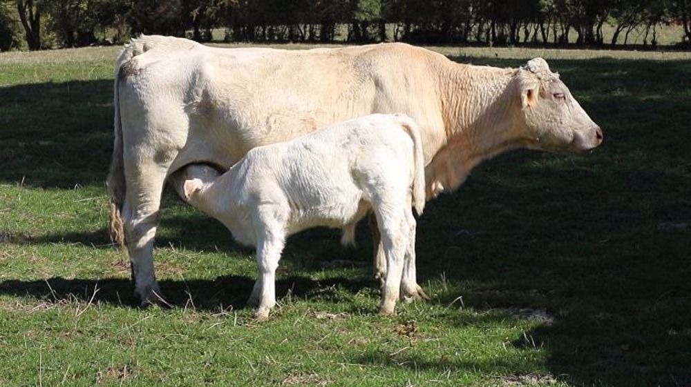  Pour Julien Aubert, député LR, « acheter à l'autre bout du monde une viande qu'il est possible de produire soi-même », c'est « une erreur écologique ». (©Terre-net Média)