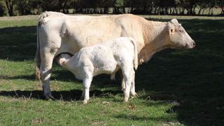 Pour Julien Aubert, député LR, « acheter à l'autre bout du monde une viande qu'il est possible de produire soi-même », c'est « une erreur écologique ». (©Terre-net Média) Pour Julien Aubert, député LR, « acheter à l'autre bout du monde une viande qu'il est possible de produire soi-même », c'est « une erreur écologique ». (©Terre-net Média)