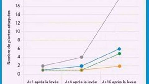 Efficacité de Seedmixx en mélange à la semence (©Certis)