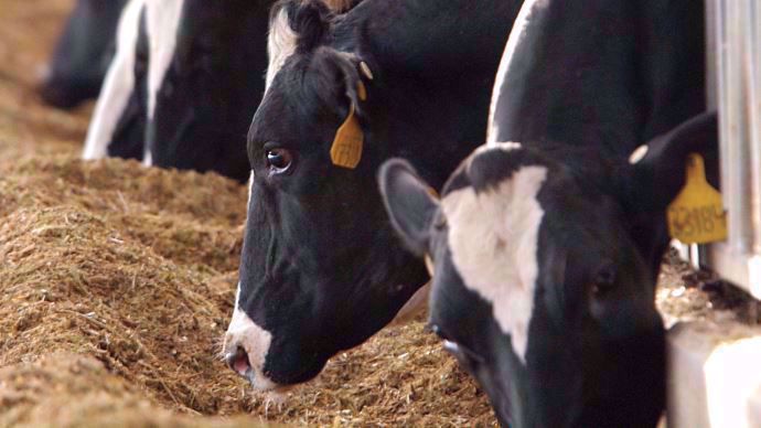 Vache à l'auge