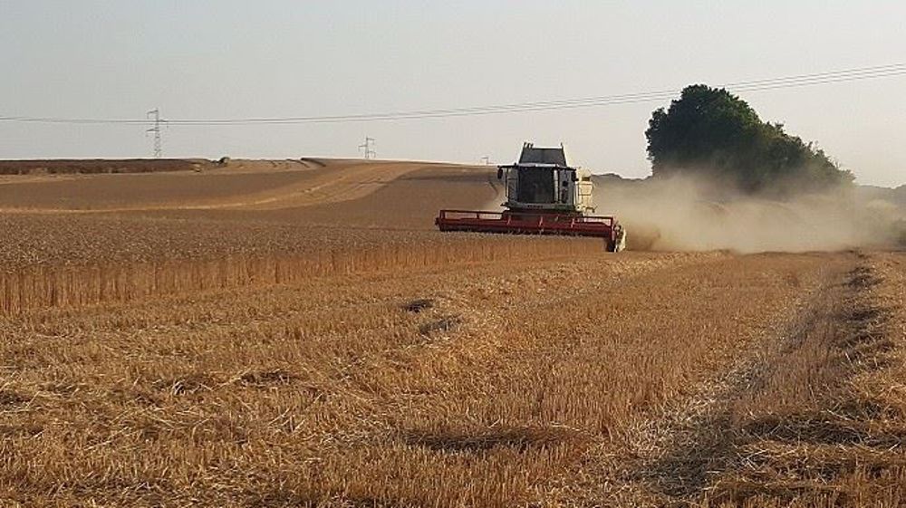 Des rendements en blé 2019 bien supérieurs à 2018 chez les éleveurs comme chez les céréaliers. (©Terre-net Média)