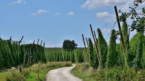 La filière du houblon français prévoir de se structurer en interprofession dans les prochains mois pour faire face à une demande croissante en houblon local. (©Pixabay)