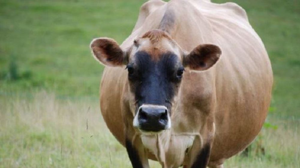Attention à l’acétonémie qui survient sur les vaches qui vêlent trop grasses et/ou pas préparées, et qui vont manquer d’énergie en début de lactation. (©BDM) Attention à l’acétonémie qui survient sur les vaches qui vêlent trop grasses et/ou pas préparées, et qui vont manquer d’énergie en début de lactation. (©BDM)