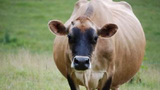 Attention à l’acétonémie qui survient sur les vaches qui vêlent trop grasses et/ou pas préparées, et qui vont manquer d’énergie en début de lactation. (©BDM) Attention à l’acétonémie qui survient sur les vaches qui vêlent trop grasses et/ou pas préparées, et qui vont manquer d’énergie en début de lactation. (©BDM)