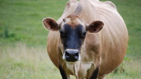 Attention à l’acétonémie qui survient sur les vaches qui vêlent trop grasses et/ou pas préparées, et qui vont manquer d’énergie en début de lactation. (©BDM) Attention à l’acétonémie qui survient sur les vaches qui vêlent trop grasses et/ou pas préparées, et qui vont manquer d’énergie en début de lactation. (©BDM)