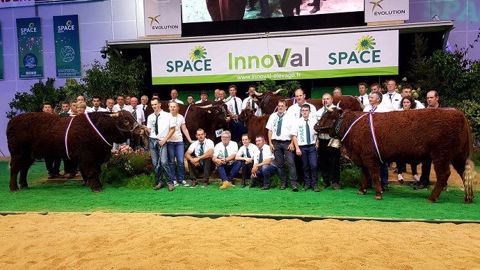 Mistral (Pate Cedric - 08), Nougat (Earl Elevage Roussel - 76), Gauloise (Frederic Piedagnel - 50), Nolwenn (Dayral Damien - 15) : les champions du concours national Salers du Space 2019 (©Terre-net Média) Mistral (Pate Cedric - 08), Nougat (Earl Elevage Roussel - 76), Gauloise (Frederic Piedagnel - 50), Nolwenn (Dayral Damien - 15) : les champions du concours national Salers du Space 2019 (©Terre-net Média)