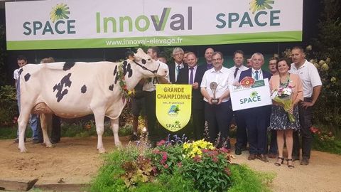 Izella du Mezou, fille de Dempsey Li et propriété du Gaec Bois Brillant/Rey Holstein (49), grande championne du Space 2019. (©Terre-net Média) Izella du Mezou, fille de Dempsey Li et propriété du Gaec Bois Brillant/Rey Holstein (49), grande championne du Space 2019. (©Terre-net Média)