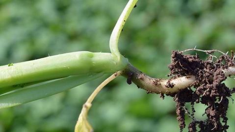 Début d'élongation (fausse tige à l'automne ) sur une jeune plante de colza.