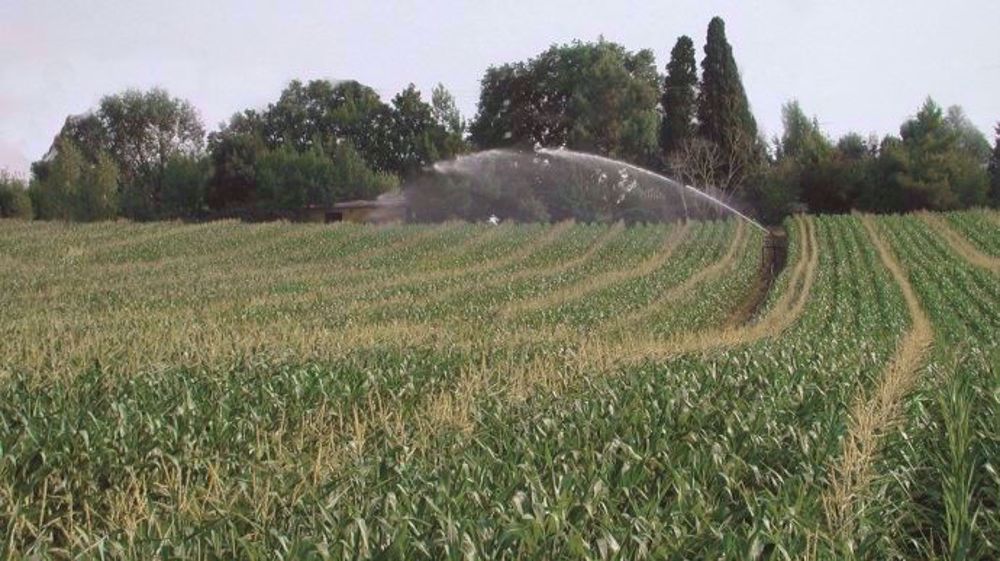Des organisations agricoles, dont le syndicalisme majoritaire, appellent à exclure les plantes issues de techniques de mutagenèse hors du champ de la directive sur les OGM. (©Terre-net Média)