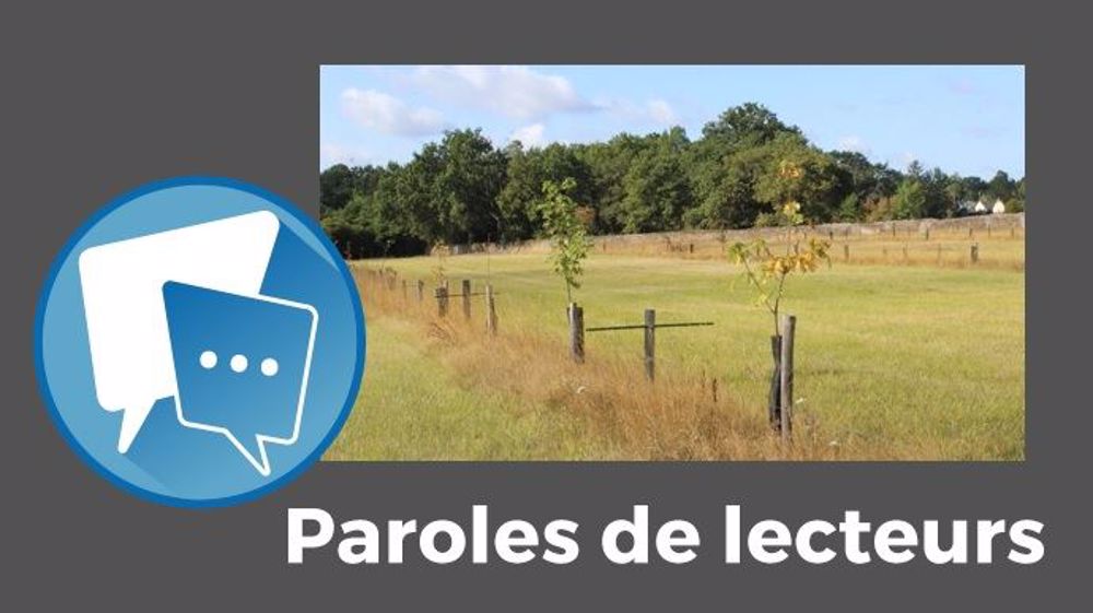  « Je suis pour les haies mais cette année, je les déteste : sur des largeurs de 5 à 10 m autour, tout est crevé : prairies, sorgho, maïs... », s'alarme Patrice Brachet. (© Paul Renaud // Création Terre-net Média)