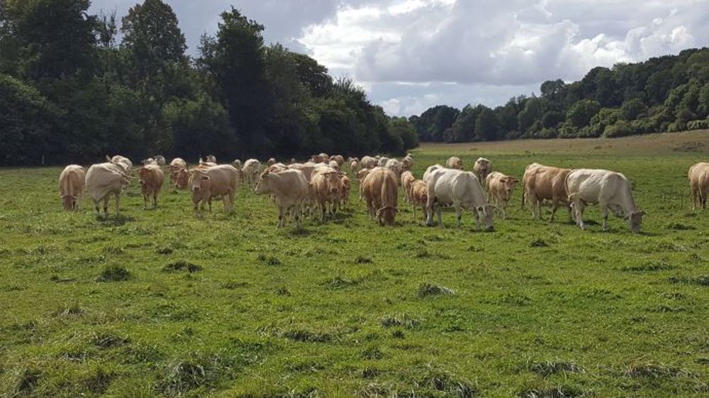 Caler la période de vêlages en fonction de la pousse de l'herbe et du régime hivernal permet de gagner en autonomie fourragère et protéique. (©Terre-net Média)