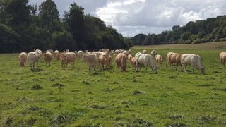 Caler la période de vêlages en fonction de la pousse de l'herbe et du régime hivernal permet de gagner en autonomie fourragère et protéique. (©Terre-net Média) Caler la période de vêlages en fonction de la pousse de l'herbe et du régime hivernal permet de gagner en autonomie fourragère et protéique. (©Terre-net Média)
