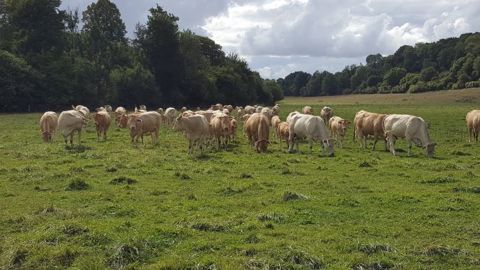 Caler la période de vêlages en fonction de la pousse de l'herbe et du régime hivernal permet de gagner en autonomie fourragère et protéique. (©Terre-net Média)